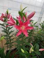 [5395 Viviana 2N VZ No02.JPG]